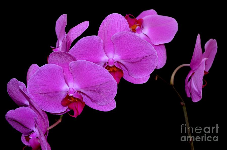 Orchid Photograph - Green Field Sweetheart Orchid No 2 by Mary Deal
