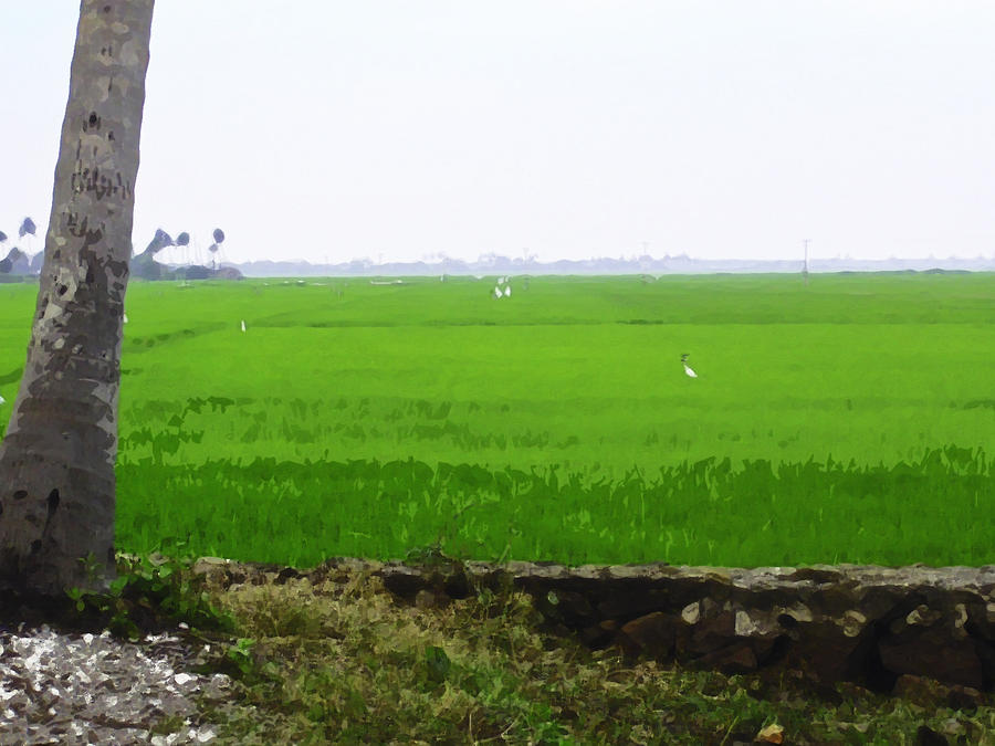 Green fields in Kerala Digital Art by Ashish Agarwal