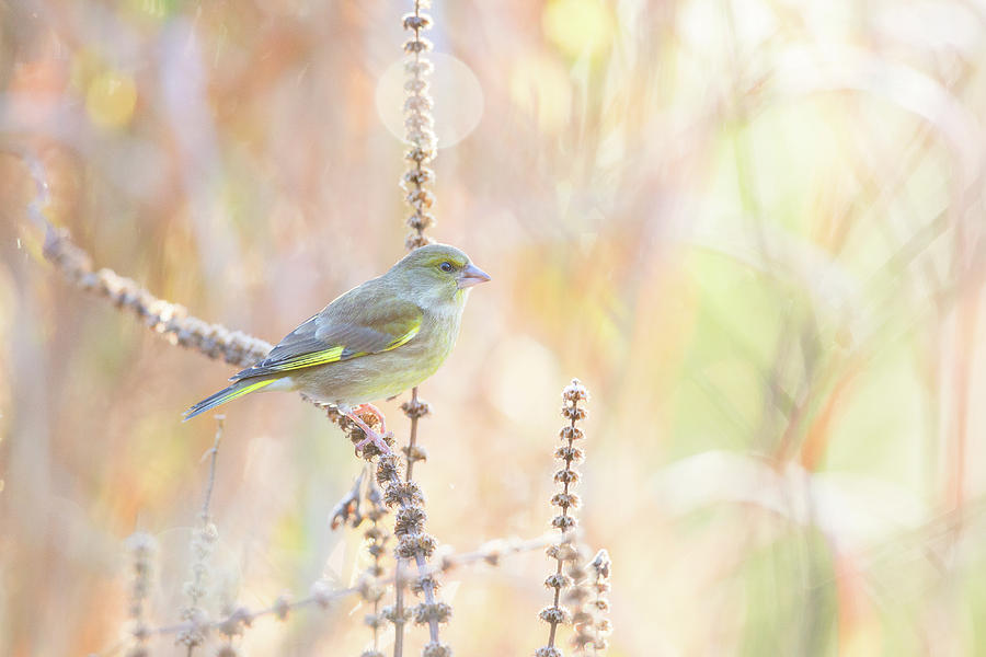 Bird Photograph - Green Finch by Erik Willaert