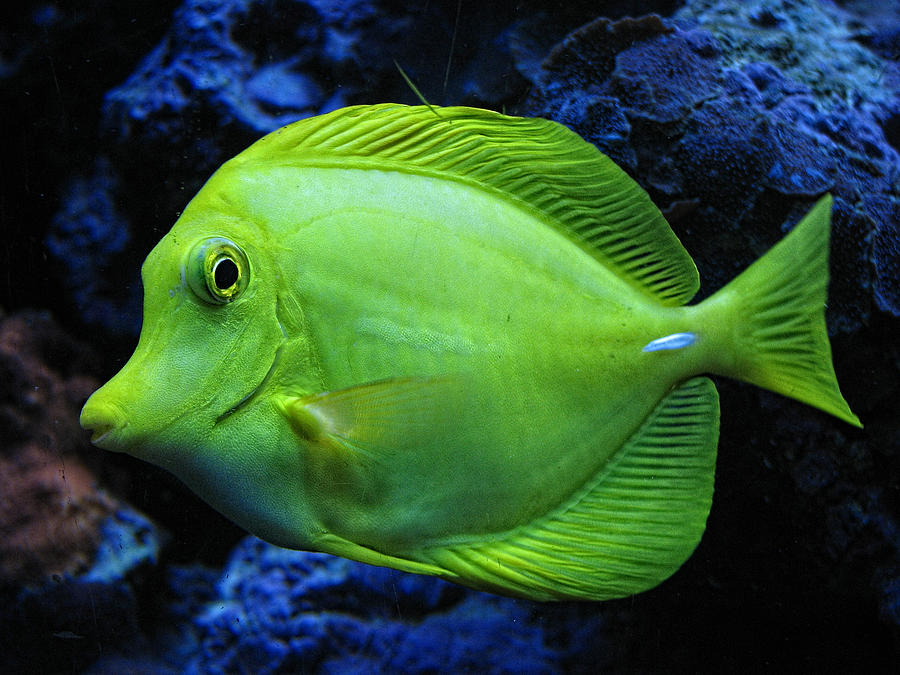 Green Fish Photograph by Wendy J St Christopher - Pixels