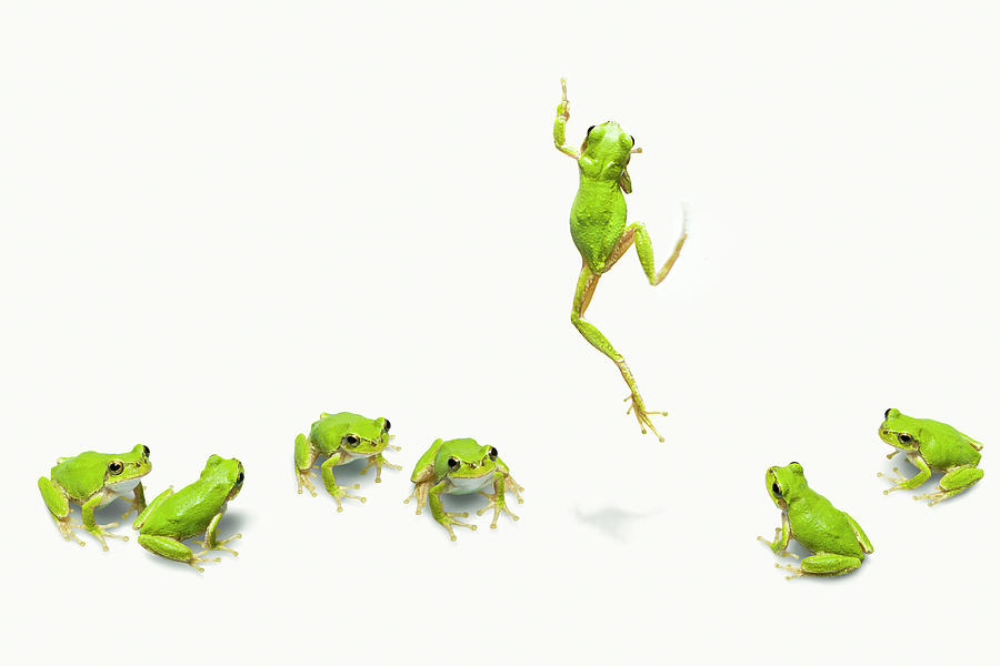 Green Flog Jumping Photograph by Yuji Sakai