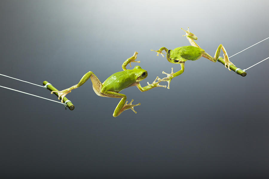 Green flogs swinging  facing each other Photograph by Yuji Sakai