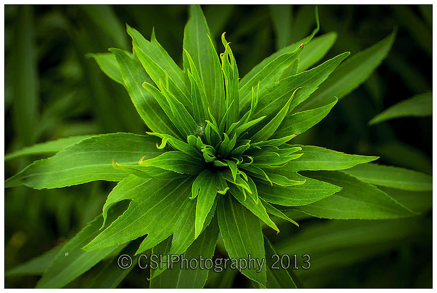 Flowers Still Life Photograph - Green Flower by CSH Photography
