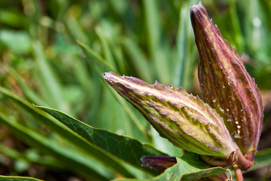 Green Flowered Milkweed Seed Pods Photograph by Mark Weaver