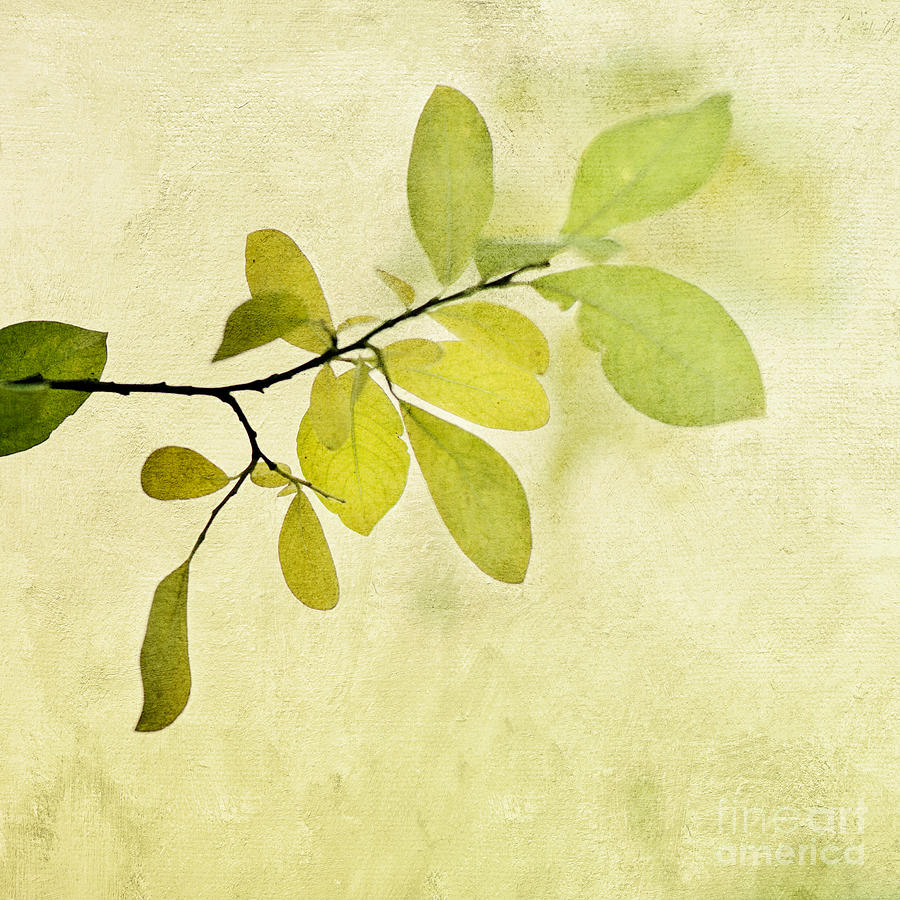 Nature Photograph - Green Foliage Series by Priska Wettstein