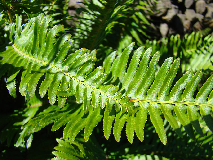 Nature Photograph - Green Forest Ferns Art Prints Fern Branches leaves by Patti Baslee