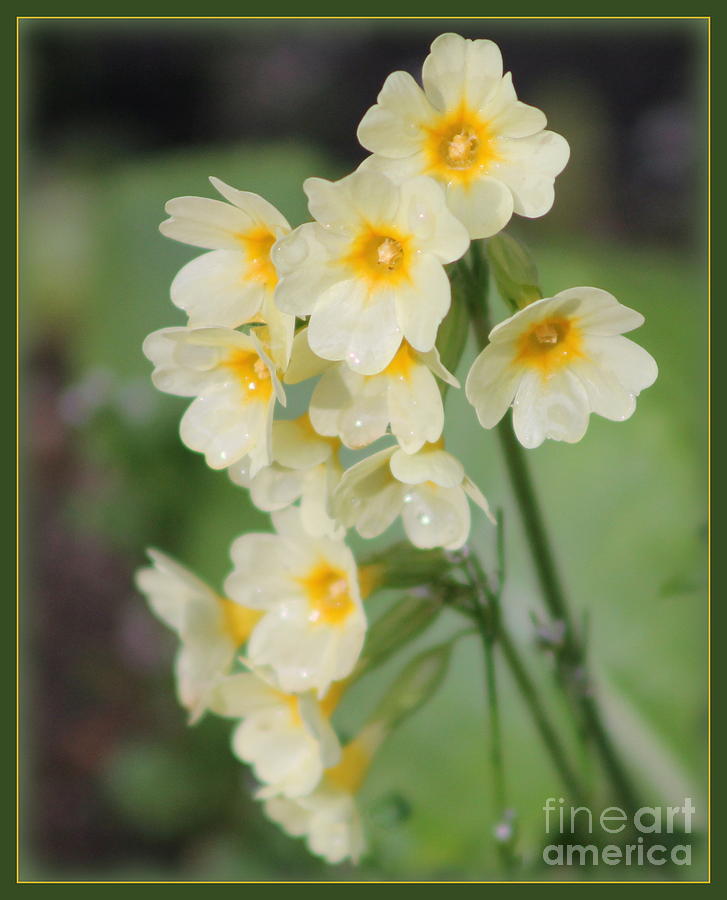 Green Framed Primroses Photograph by Leone Lund