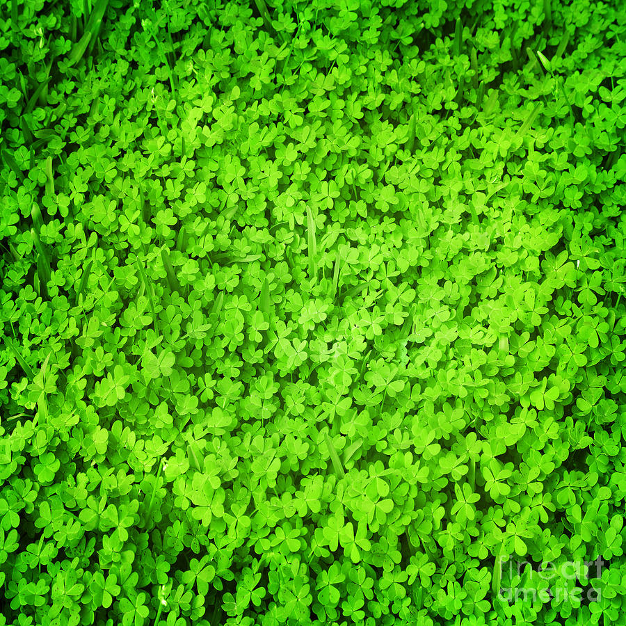 Green fresh clover field Photograph by Anna Om