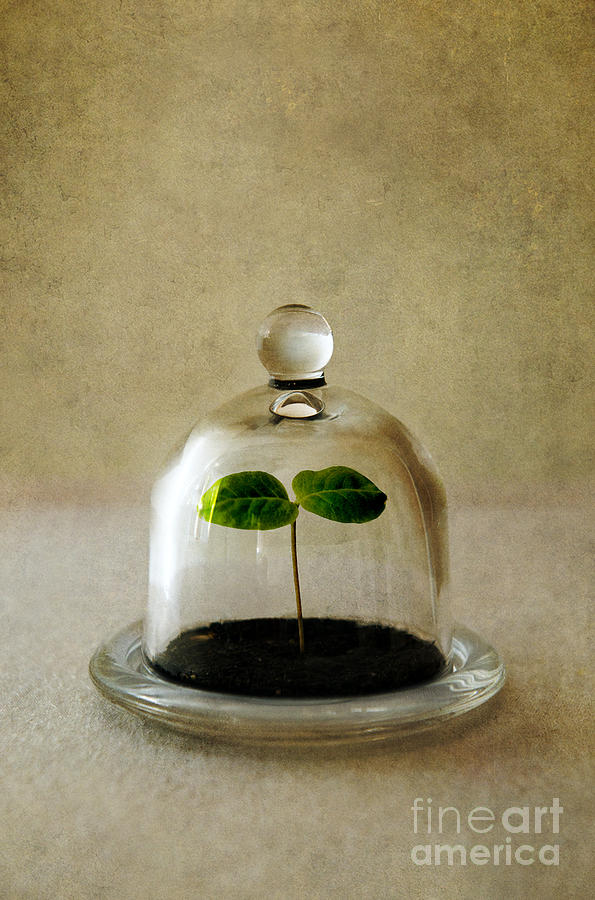 Still Life Photograph - Green fresh plant under the glass cover by Jaroslaw Blaminsky
