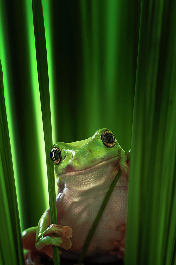 Macro Photograph - Green Frog by Ahmad Gafuri