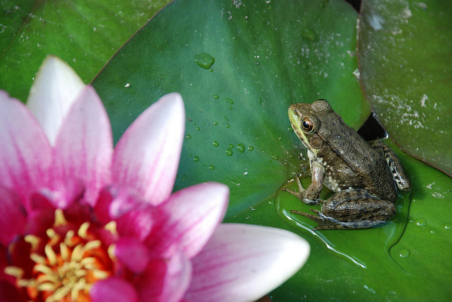 Green Frog And A Lily Photograph by Janice Adomeit