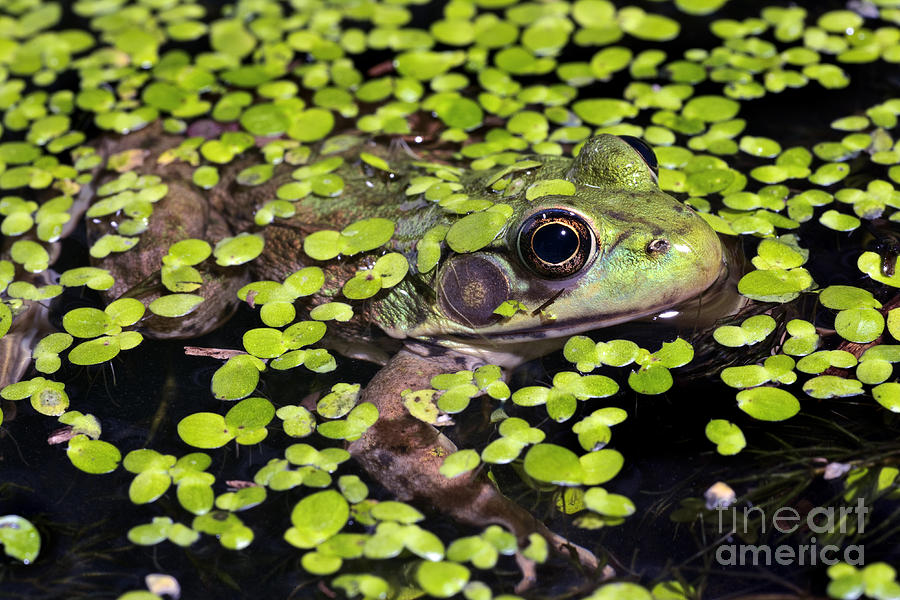 Green Frog And Duckweed Photograph by Phil Degginger