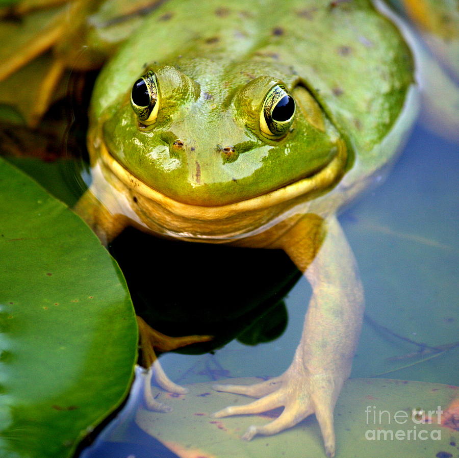 Green Frog at Trustom Pond  Photograph by Neal Eslinger