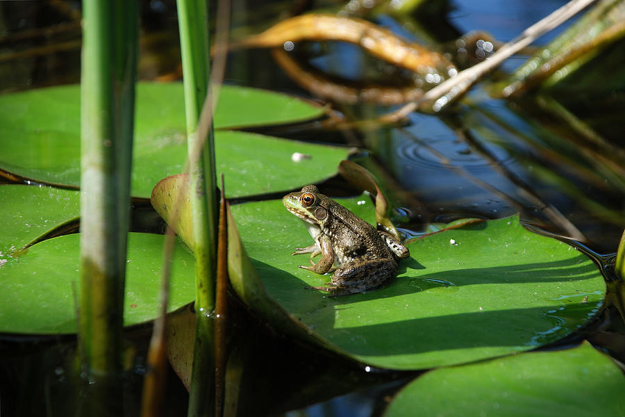 Green Frog Catching Some Afternoon Sun Photograph by Janice Adomeit
