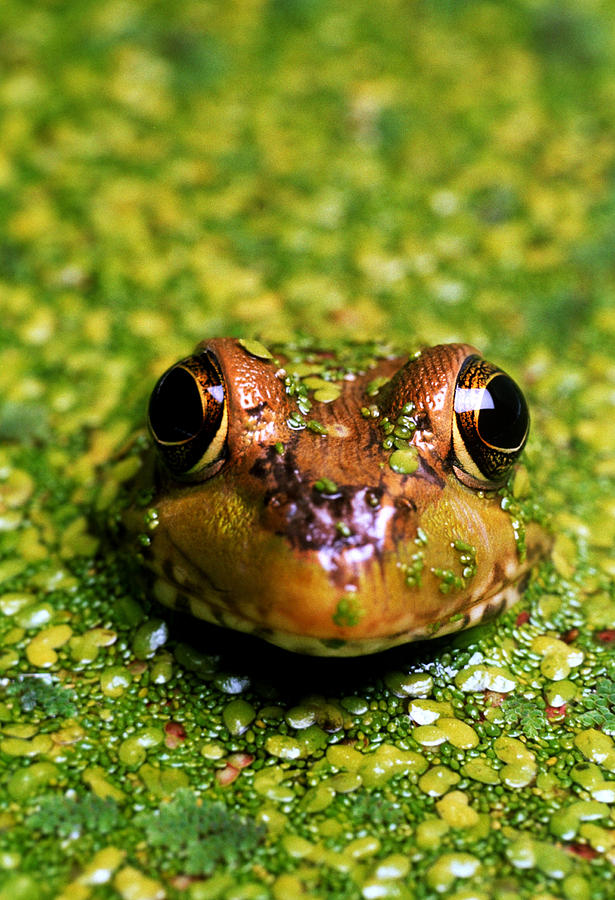 Green Frog Hiding Photograph by David N. Davis