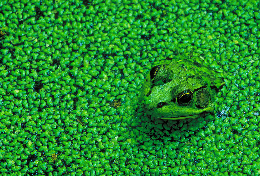 Green Frog In Duckweed Photograph by Rod Planck