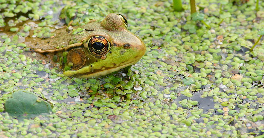 Green Frog in Green Weeds Photograph by Virginia Folkman