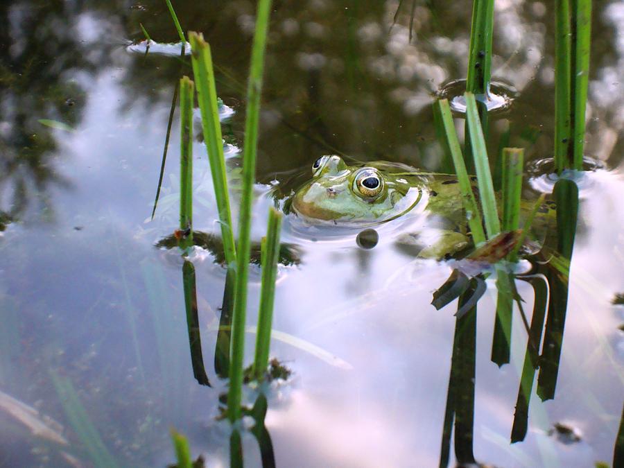 Nature Photograph - Green Frog by Janina Lipska