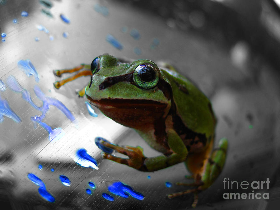 Nature Photograph - Green Frog by Karisa Kauspedas