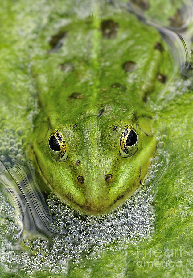 Green Frog Photograph by Matthias Hauser