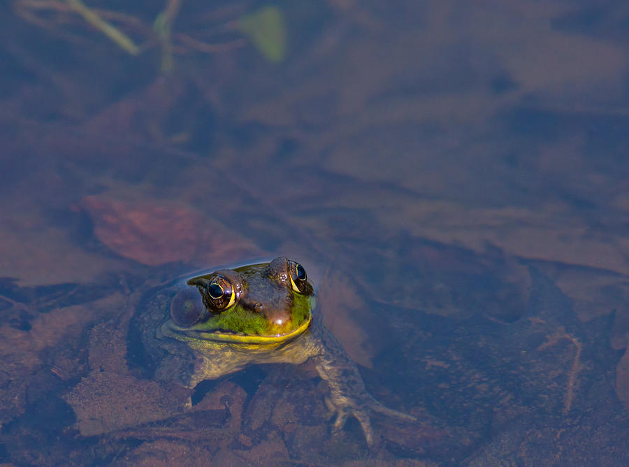 Green Frog Photograph by Melinda Fawver