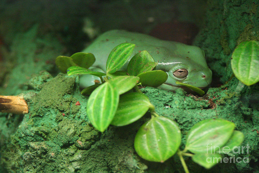Amphibian Frog Photograph by Doc Braham