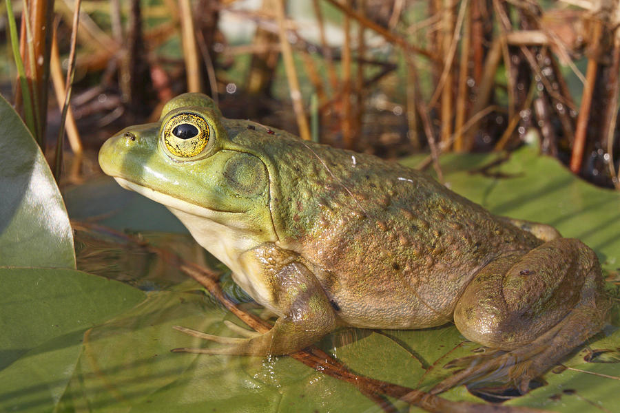 Green Frog Nova Scotia Canada Photograph by Scott Leslie