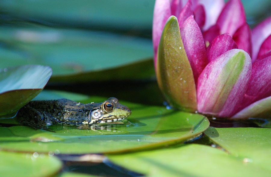 Green Frog On A Lily Pad 8 17 12 Photograph by Janice Adomeit