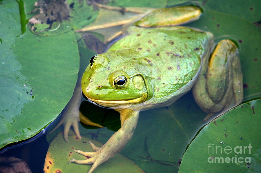 Green Frog on Lily Pad at Trustom Pond  Photograph by Neal Eslinger