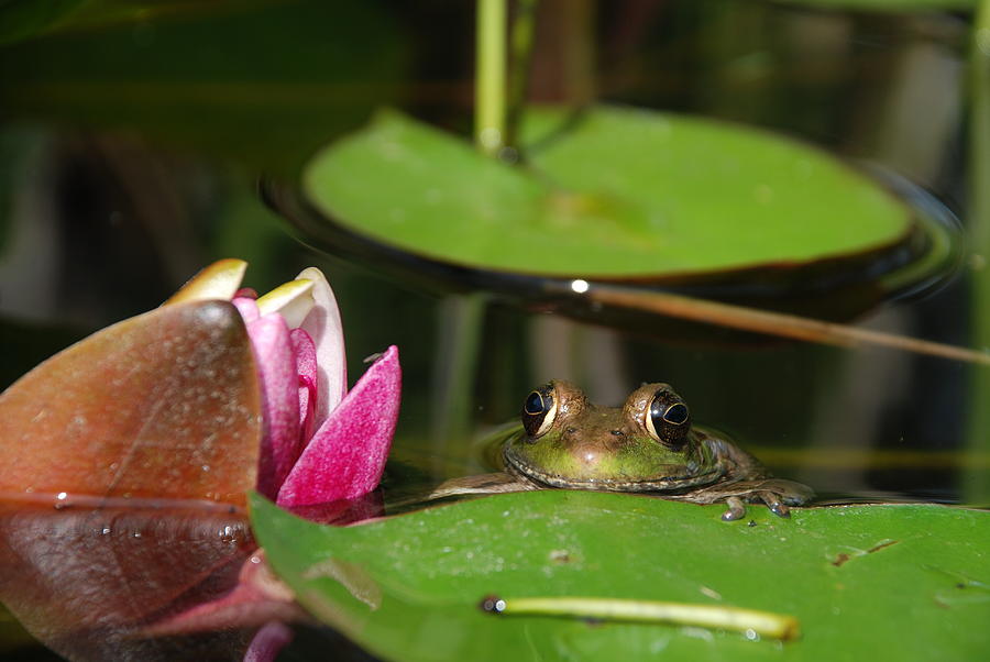 Frog Photograph - Green Frog Peering Over The Lilypad by Janice Adomeit