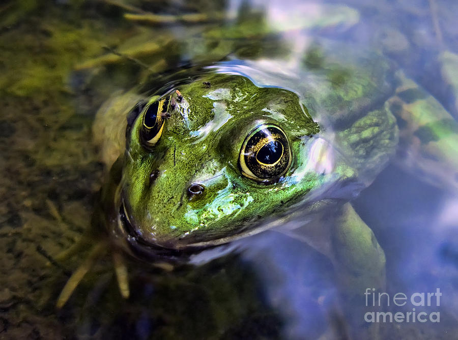 Green frog portrait Photograph by Daliana Pacuraru