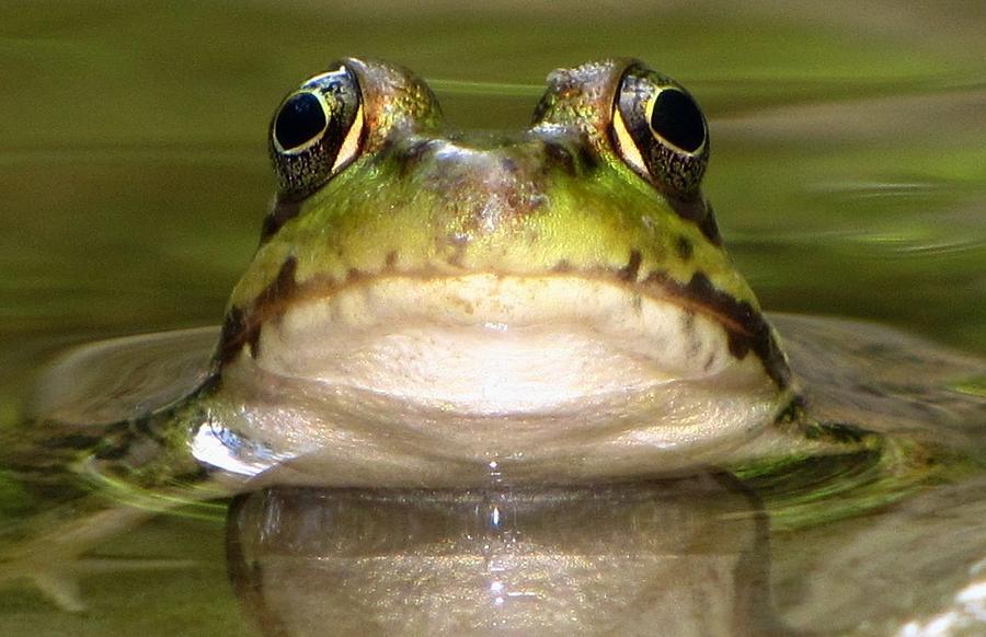 Green Frog Photograph by Robin McLeod | Fine Art America