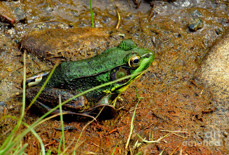 Green Frog Photograph