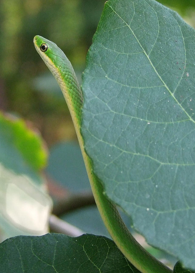 Snake Photograph - Smooth Green Snake #1 by Phil And Karen Rispin