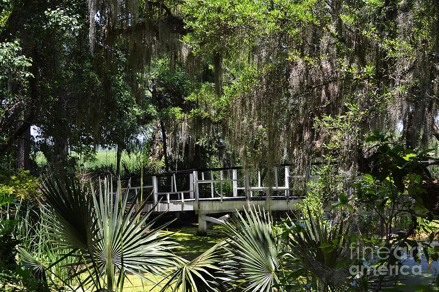 Green Gardens at Magnolia Plantation Photograph by Amy Lucid