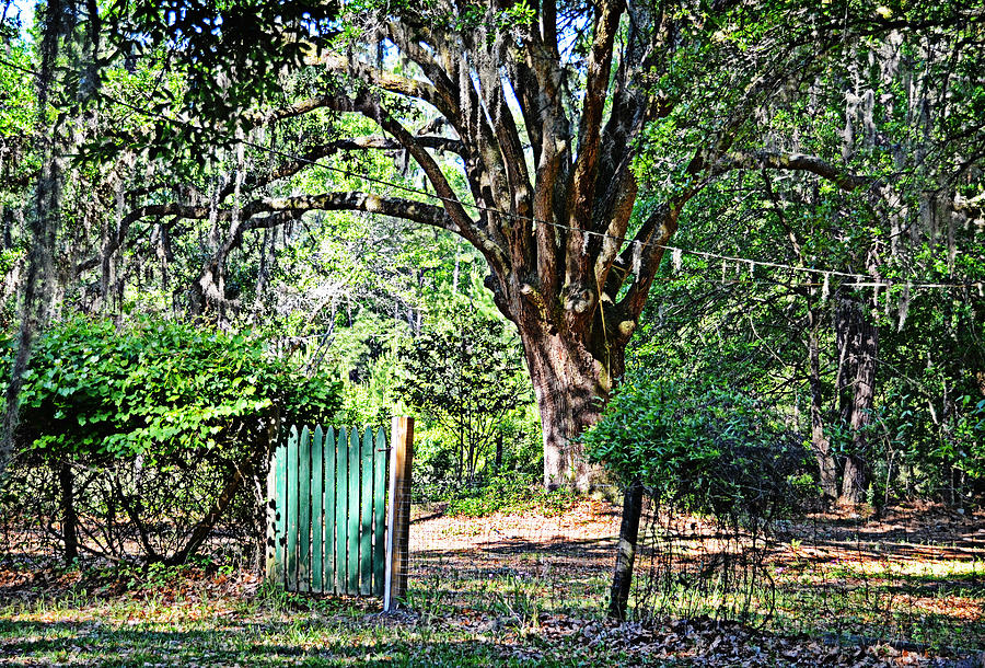 Green Gate Photograph by Linda Brown