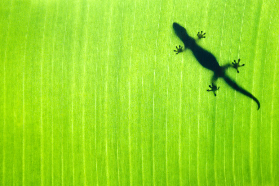 Nature Photograph - Banana Leaf Gecko by Sean Davey