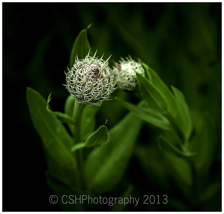 Green Flower Photograph - Green Goblin by CSH Photography