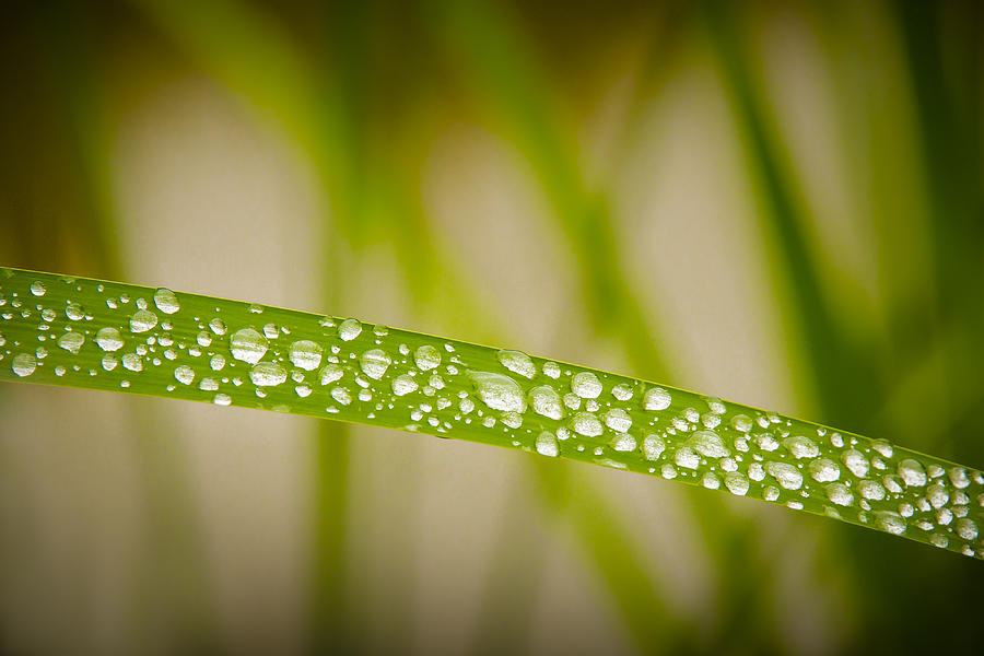 Green Gold and Dew Photograph by Bradley Clay