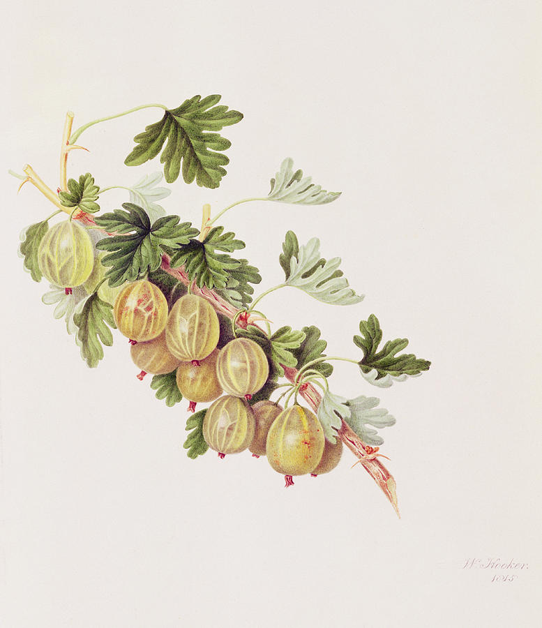 Flower Painting - Green Gooseberry by William Hooker