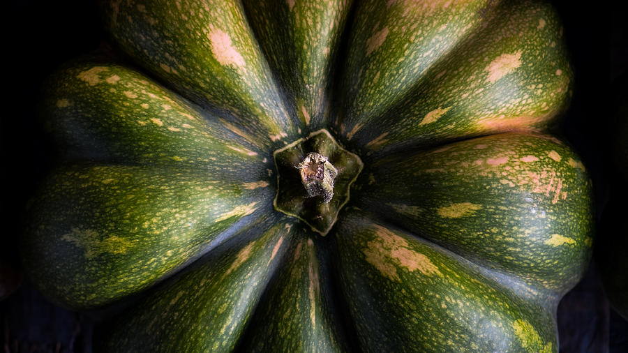 Green Gourd Photograph by Glenn DiPaola