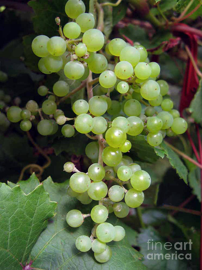 Summer Photograph - Green Grape by Ausra Huntington nee Paulauskaite