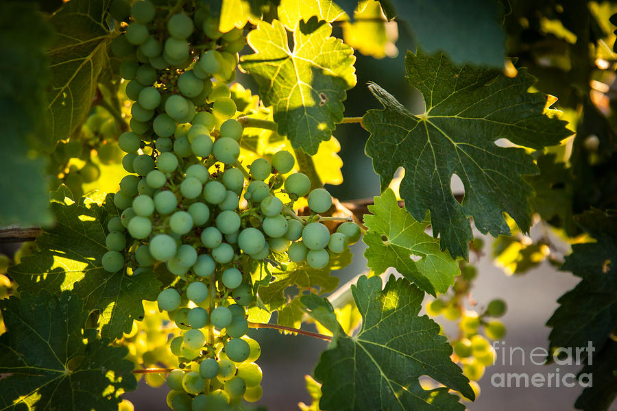 Green Grapes Photograph by Ana V Ramirez