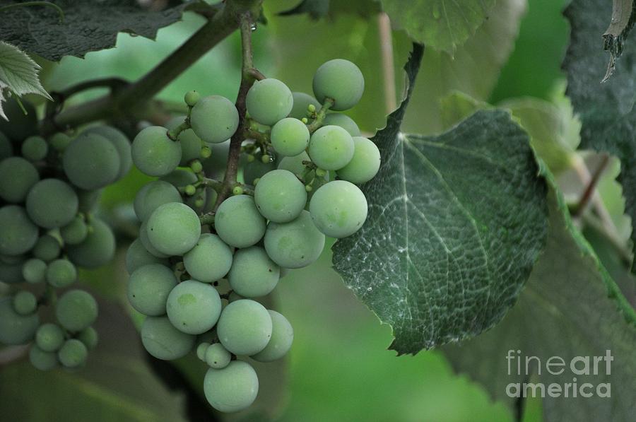 Nature Photograph - Green Grapes by M J