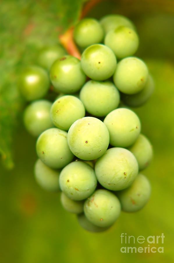 Grape Photograph - Green grapes by Michal Bednarek