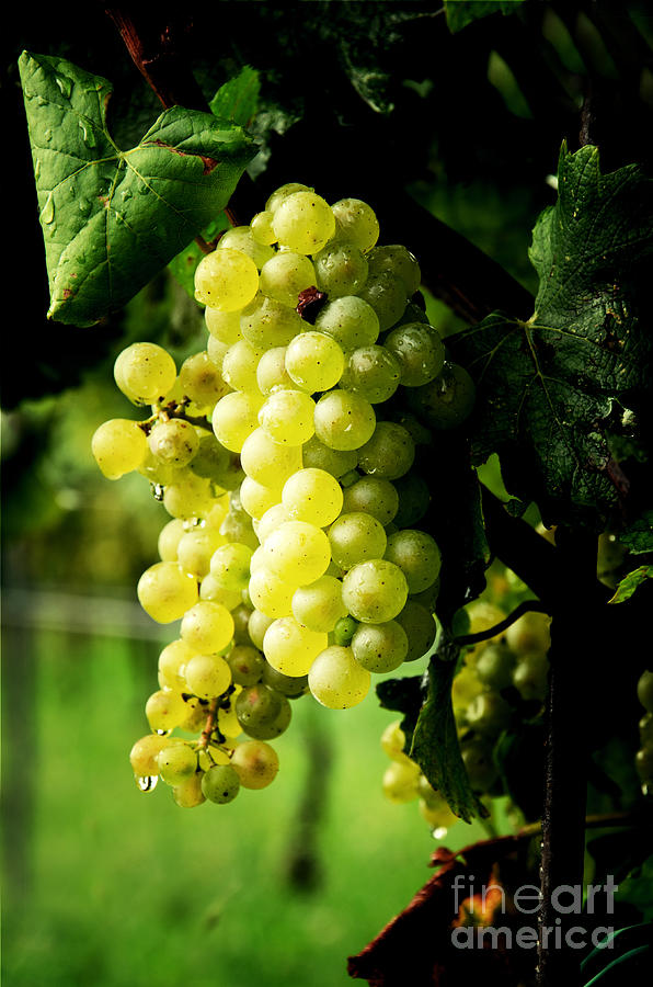 Green grapes Photograph by Perry Van Munster