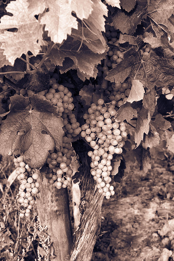 Green Grapes - Toned Photograph by Georgia Clare
