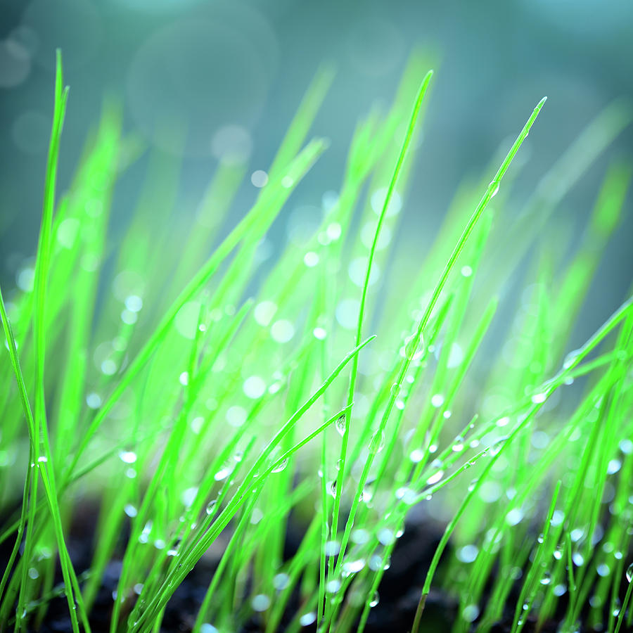 Green Grass Background by Alubalish