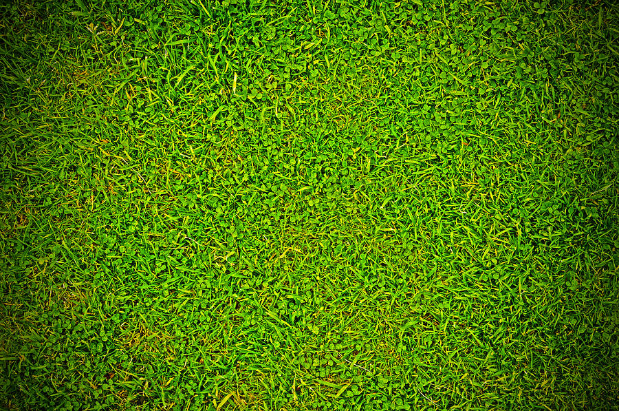 Green Grass Background Photograph by Chevy Fleet