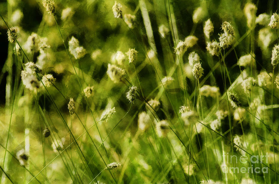 Green Grass... Photograph by Dariusz Gudowicz